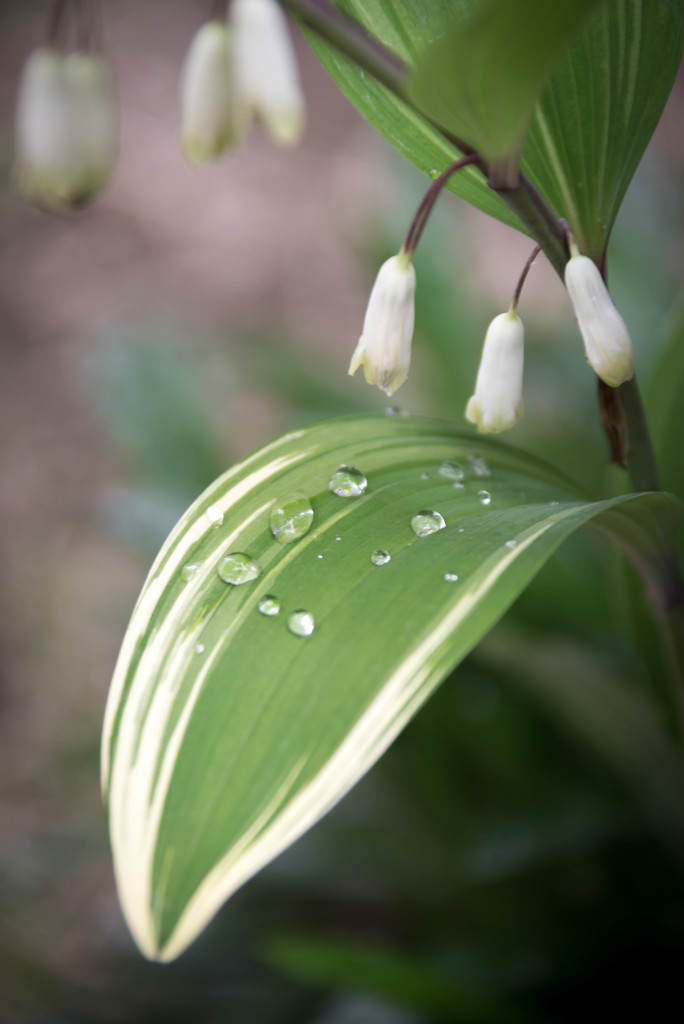 Rain Drops