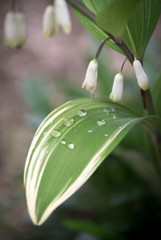 Rain Drops