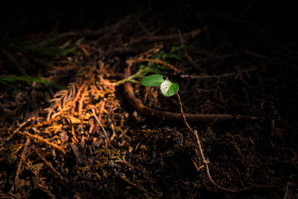 Sprout