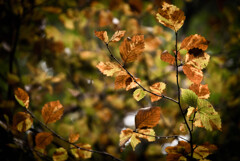 Autumn Leaves 9 Katsuragi Mountain Osaka