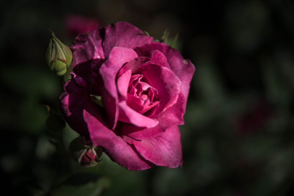 Red Rose