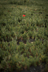 A Stem of Poppy