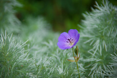 Purple Flower with Green Spiky Leaves