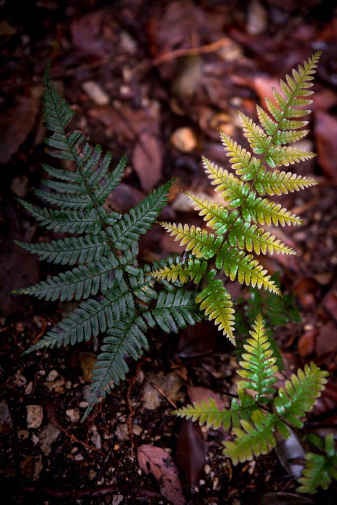 Two Ferns