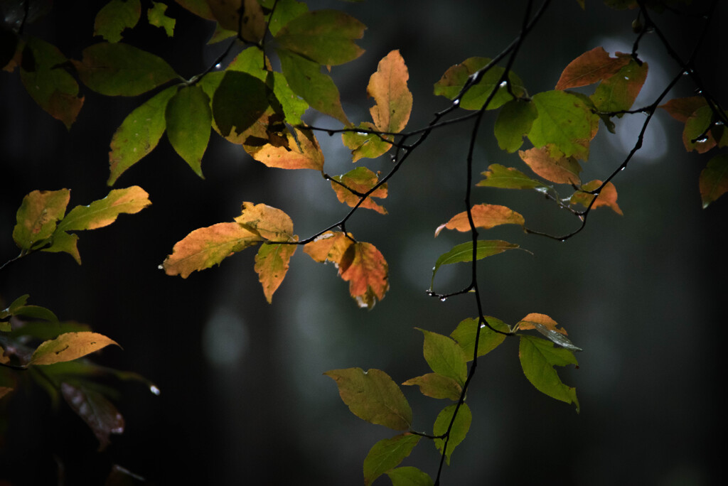 Autumn Leaves Katsuragi Mountain Osaka J