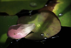 Lotus Leaves and a Petal