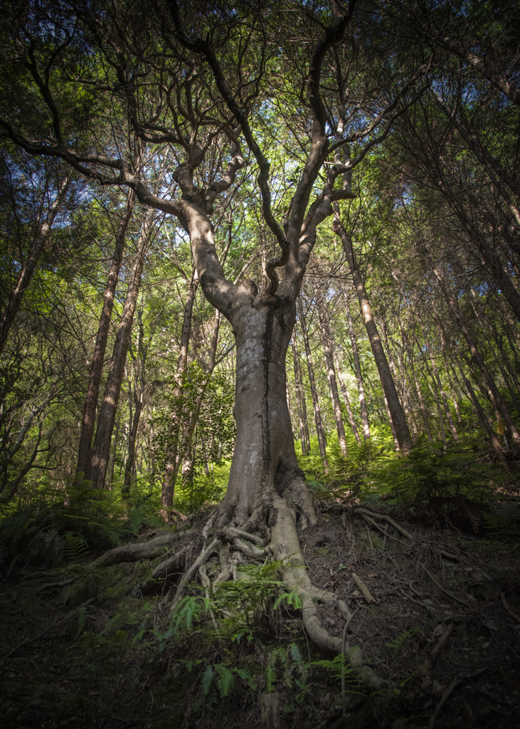 Tree in Ameyama Kumatori