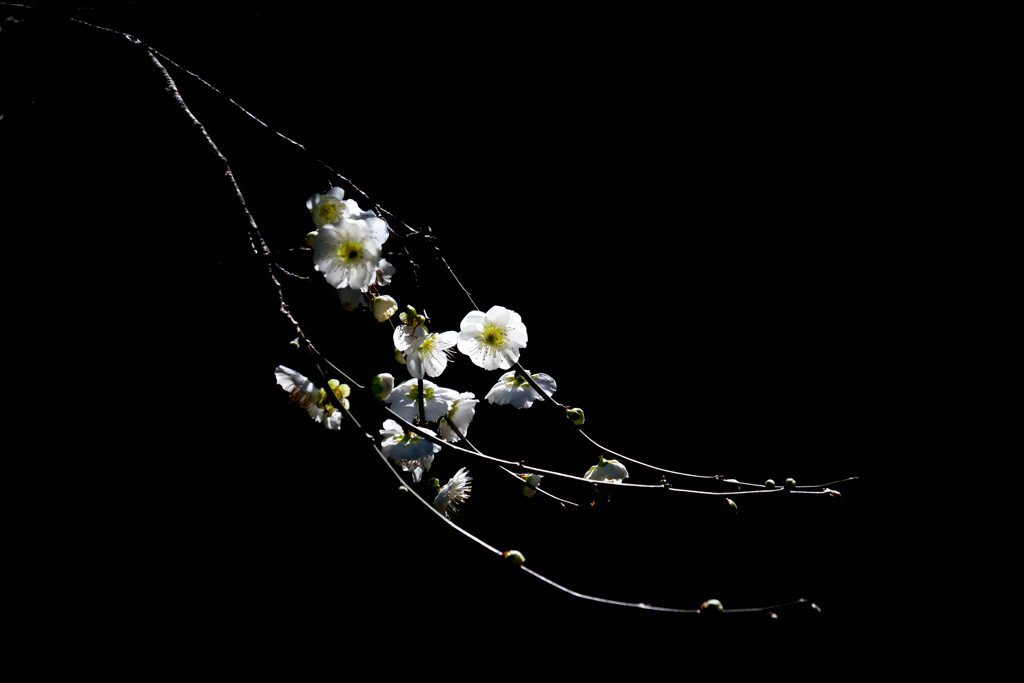 Plum Tree 2