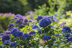 紫陽花