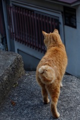 頼もしい背中