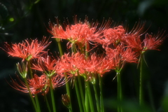 CSC_0064