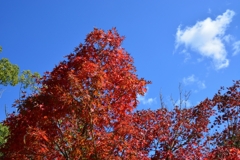 DSC_0009_00001