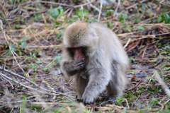 DSC_0016_00001
