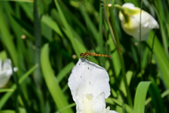 DSC_0003_00001