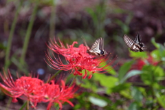 CSC_0063