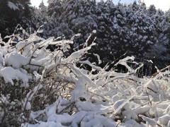 やっと積雪