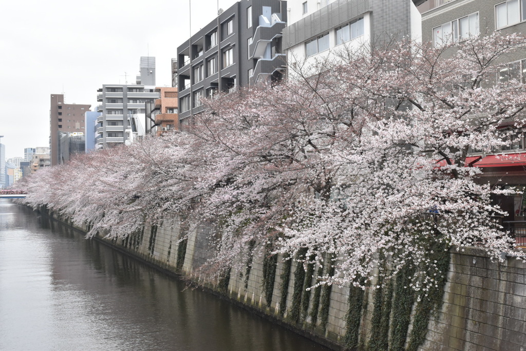 目黒川