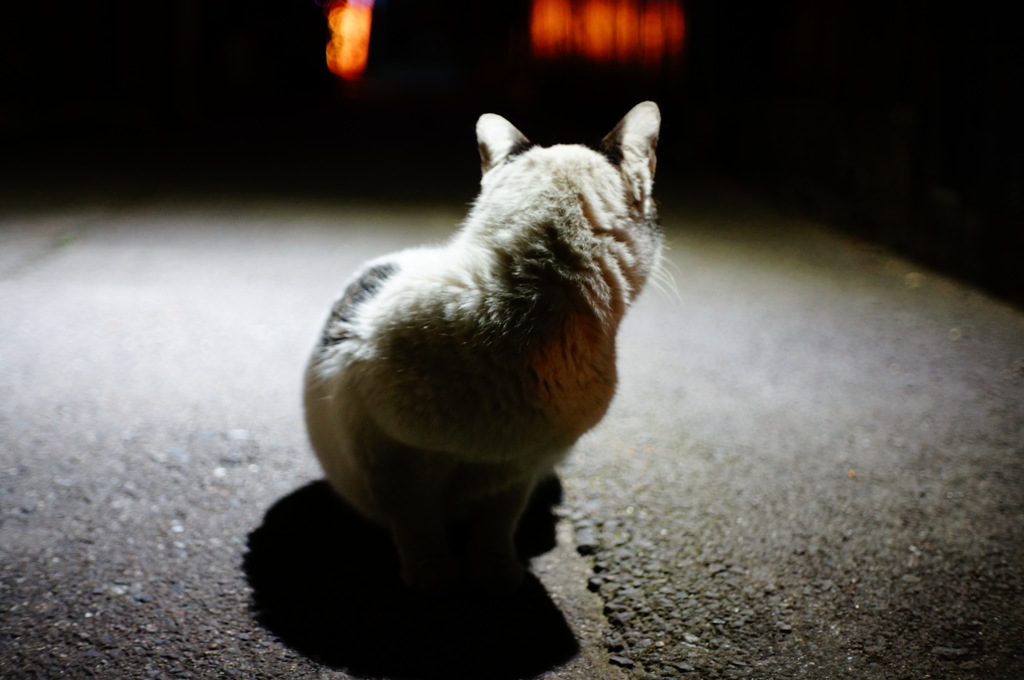 尾道の猫　後ろが気になる