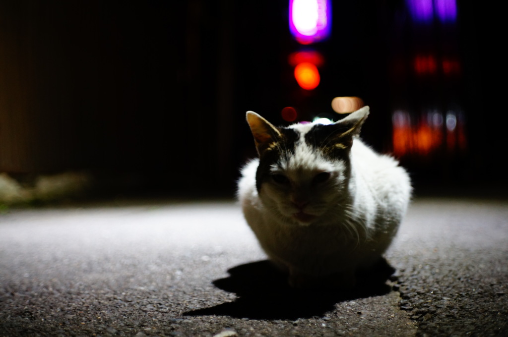 尾道の猫　香箱座り