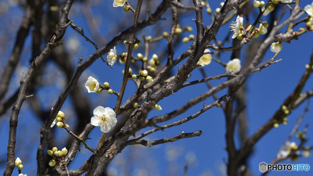 梅、開花しました