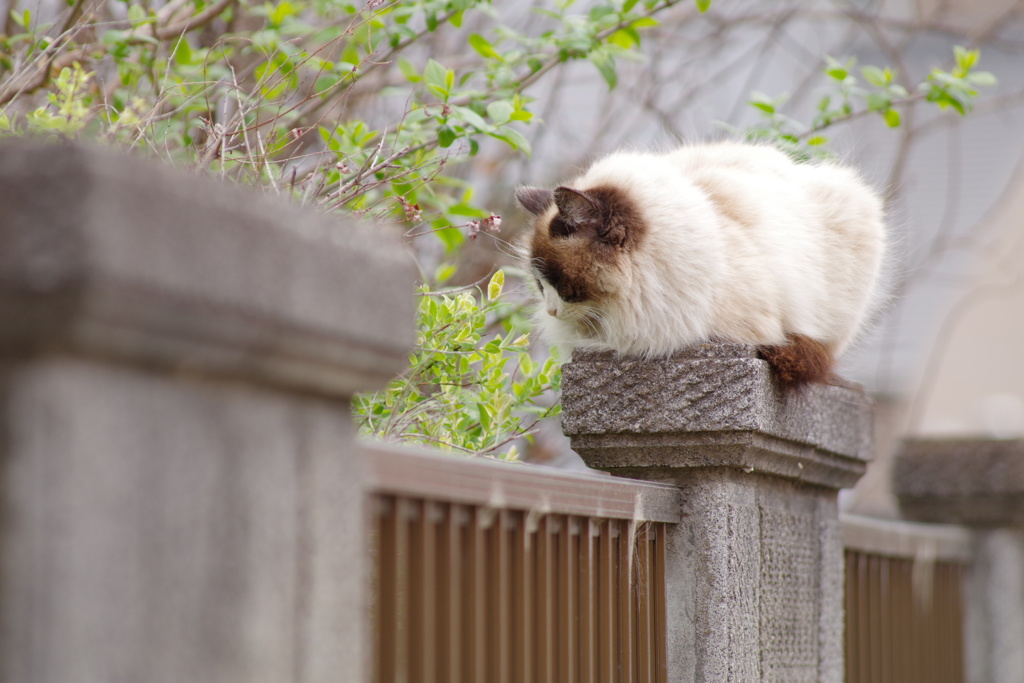 こっち向いて欲しいんだけど・・・