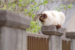 こっち向いて欲しいんだけど・・・