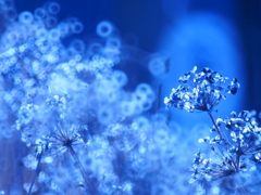 ニラのカラカラ②