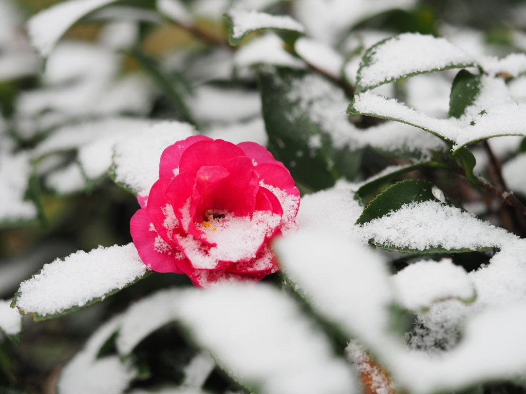 2月の雪①