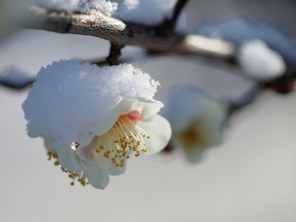 2月の雪④