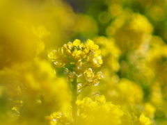 菜の花