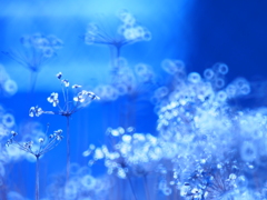 ニラのカラカラ①