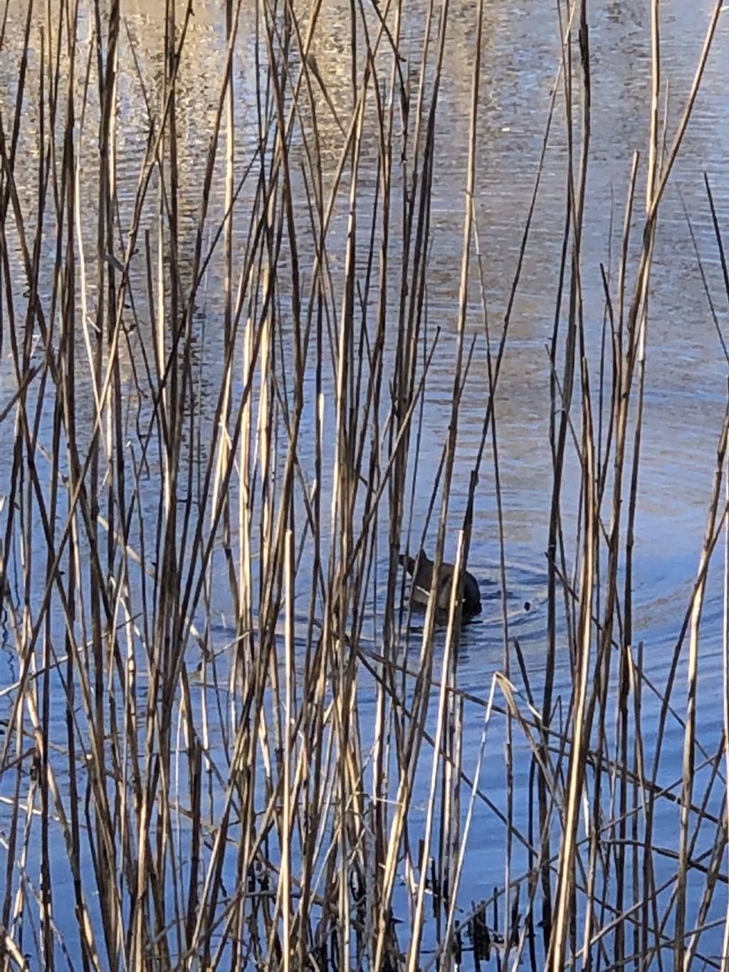 くいなの写真 その2