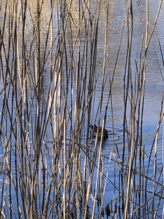 くいなの写真 その2