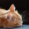 なつばてねこ。
