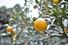 雪の帽子