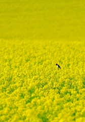 安平菜の花