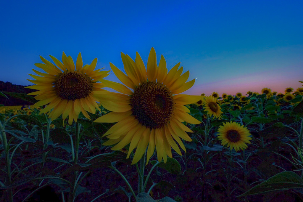 夕暮れの向日葵