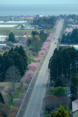 桜ロード