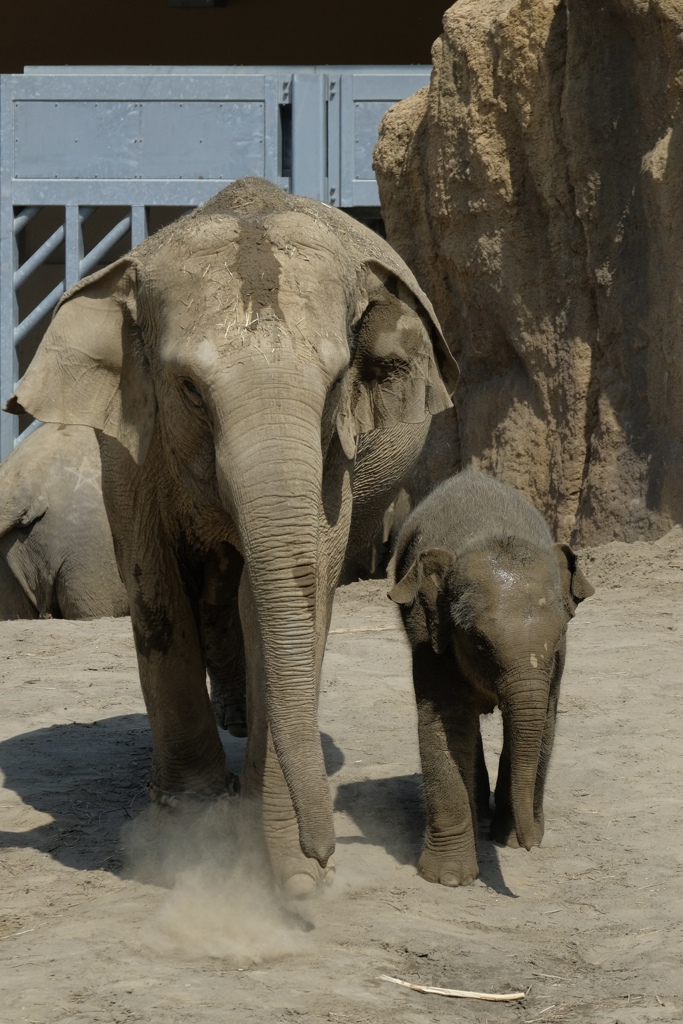 円山動物園　タオ