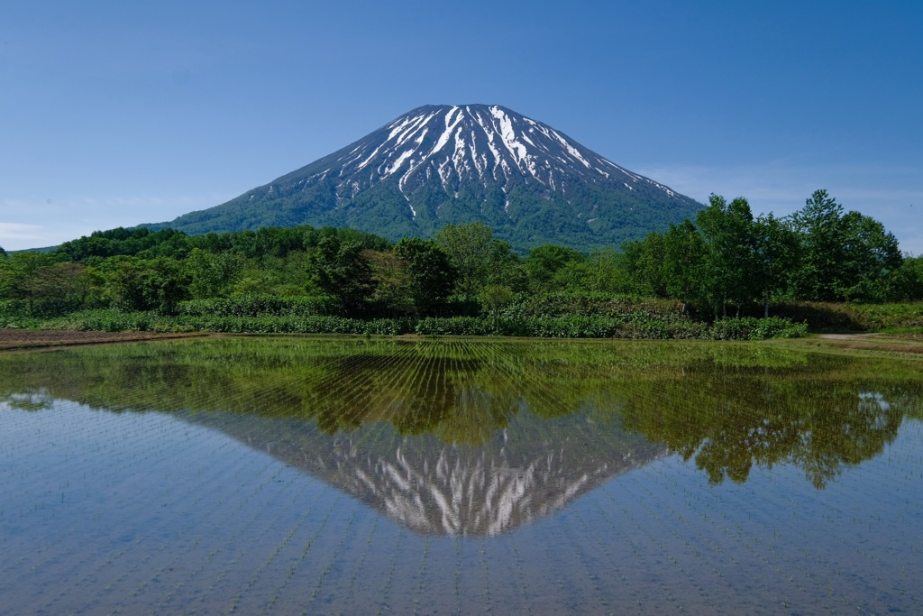 田んぼ羊蹄