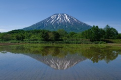 田んぼ羊蹄