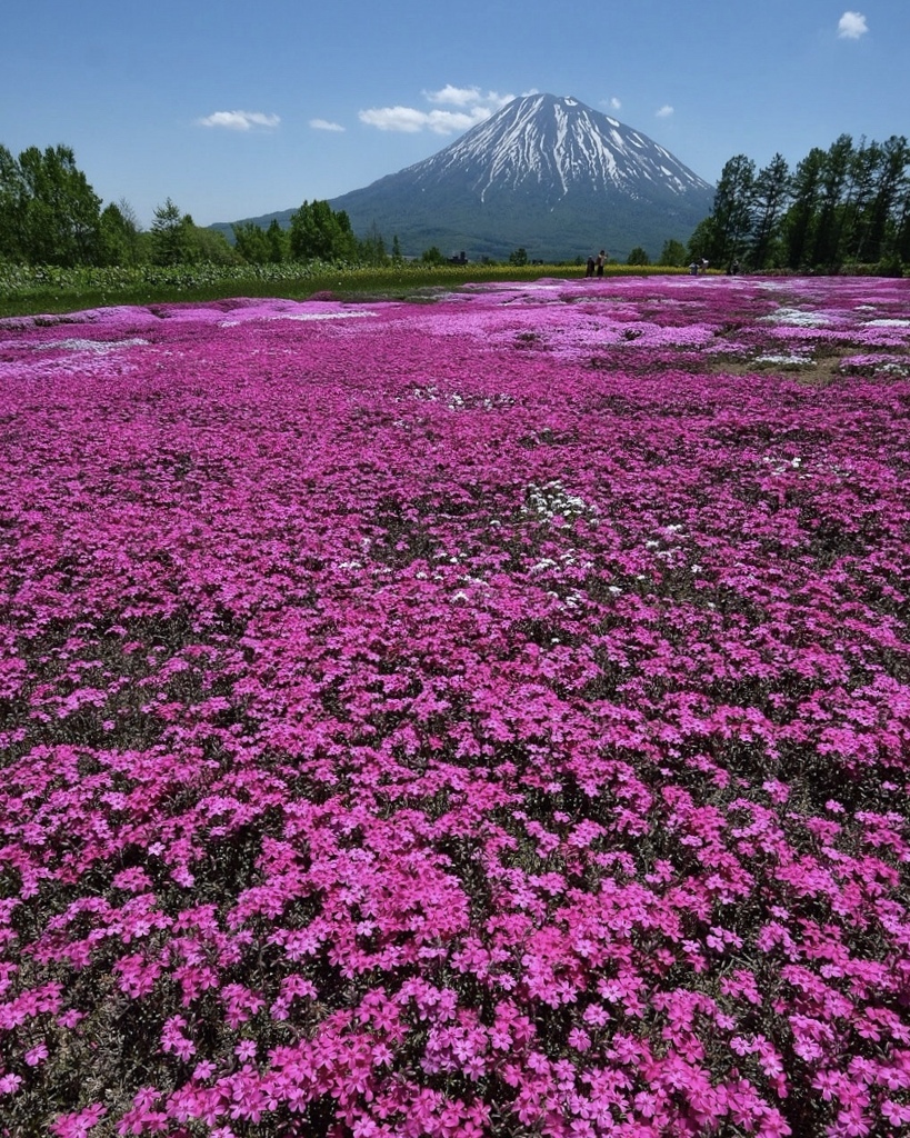 いつかの芝ざくら。