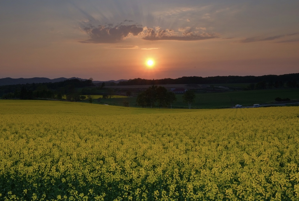 安平町菜の花畑