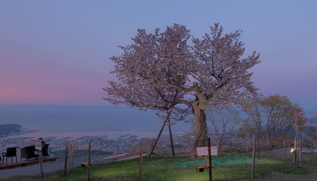 天狗桜な日