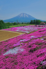 羊蹄山と芝桜