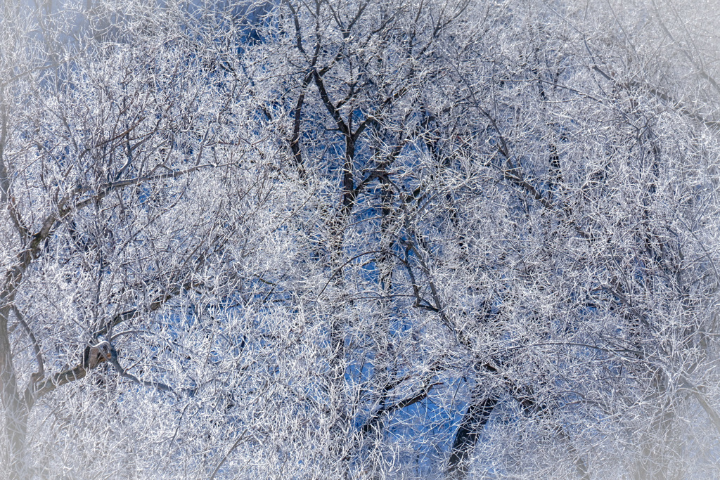 雪の花