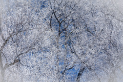 雪の花