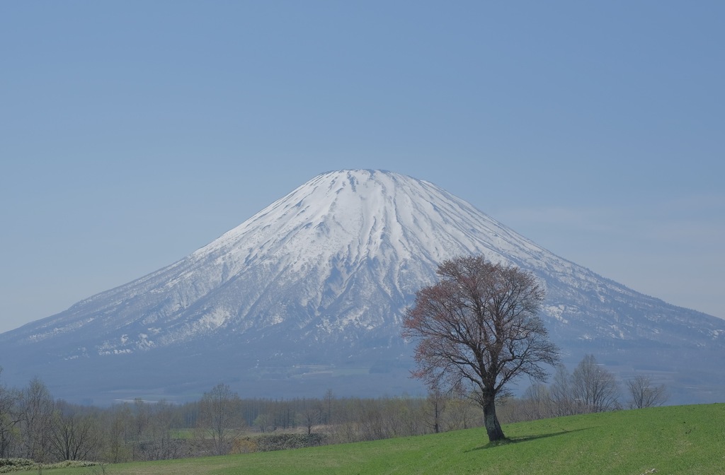 まだ咲かない桜と羊蹄