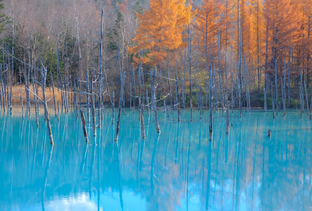 青い池