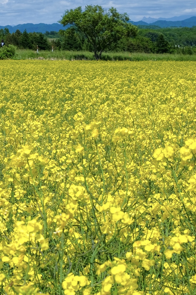 安平菜の花